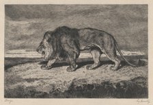 Lion walking, 1866-1897. Creator: Charles Courtry.