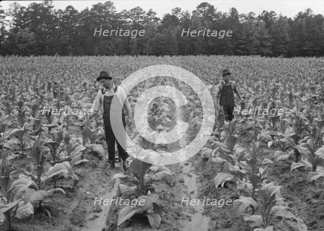 Topping tobacco, Shoofly, North Carolina, 1939. Creator: Dorothea Lange.