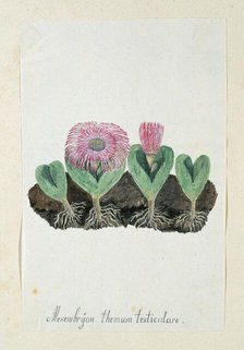 Mesembryanthemum Testiculare, 1777-1786. Creator: Robert Jacob Gordon.