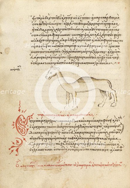 A Camel, 1510-1520. Creator: Unknown.