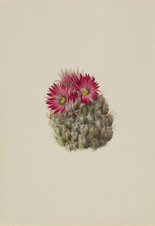 Hedgehog Cactus (Coryphantha arizonica), 1933. Creator: Mary Vaux Walcott.