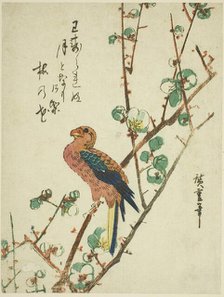Parrot on plum tree, 1830s. Creator: Ando Hiroshige.