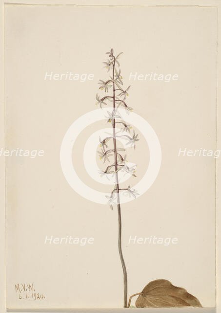 Crane-Fly Orchis (Tipularia uniflora), 1920. Creator: Mary Vaux Walcott.