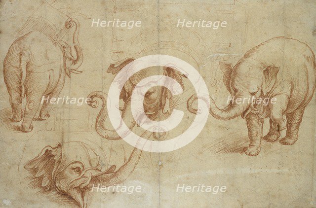 Four Studies of an Elephant, early 16th century. Artist: Giulio Romano.