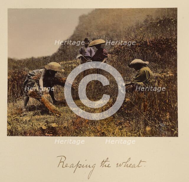 Reaping the Wheat, about 1873-1883. Creator: Shinichi Suzuki I.