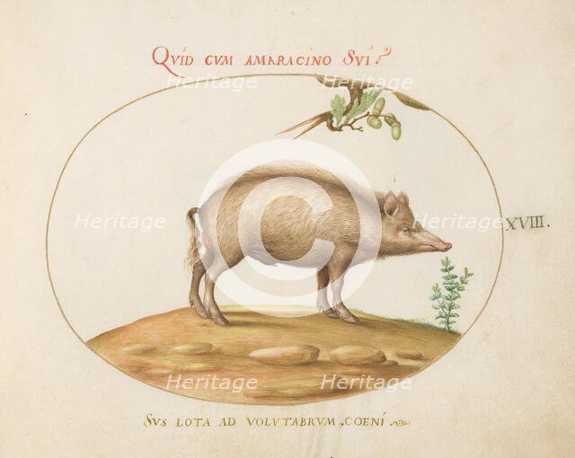 Animalia Qvadrvpedia et Reptilia (Terra): Plate XVIII, c. 1575/1580. Creator: Joris Hoefnagel.