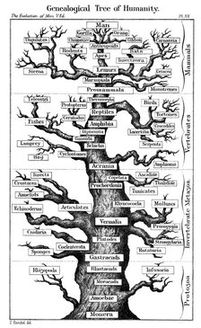 Haeckel's scheme of  evolution displayed in the form of a tree, 1910. Artist: Ernst Haeckel