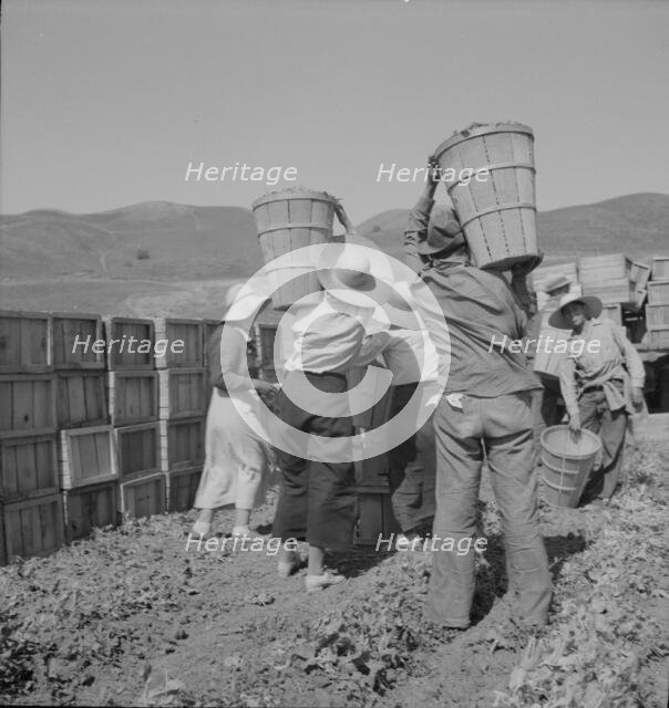 Picker carrying peas to the weighmaster, near Santa Clara, California, 1937. Creator: Dorothea Lange.