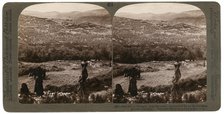 The Hill of Samaria, from the south, surrounded by its fig and olive groves, Palestine, 1900.Artist: Underwood & Underwood