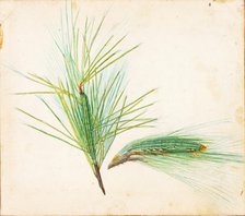 Pine-Tuft Caterpillar..., early 20th century. Creator: Gerald H. Thayer.