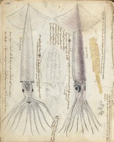 Cuttlefish and Gorita, 1785. Creator: Jan Brandes.