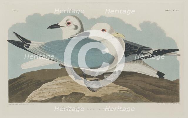 Kittiwake Gull, 1834. Creator: Robert Havell.