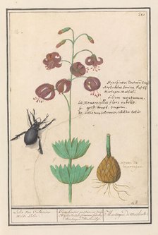 Turks cap lily (Lilium martagon), 1596-1610. Creators: Anselmus de Boodt, Elias Verhulst.