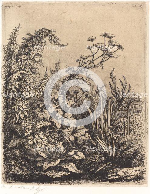La petite berle aux liserons (Small Water-parsnip with Bindweed), published 1849. Creator: Eugene Blery.