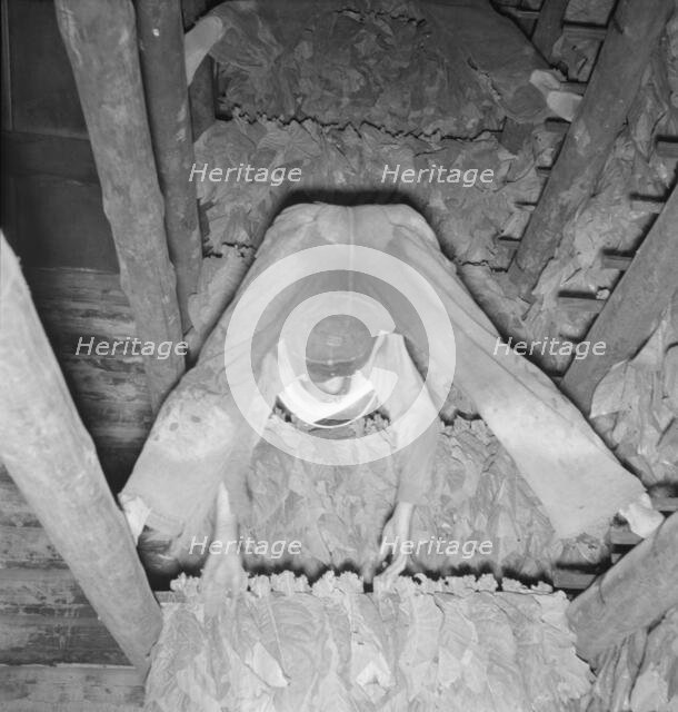 Son of tenant farmer hanging up strung tobacco inside the barn, Shoofly, North Carolina, 1939. Creator: Dorothea Lange.