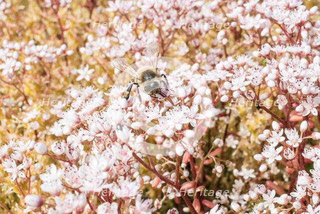 Harlsey Castle Farmhouse, West Harlsey, Hambleton, North Yorkshire, 2018. Creator: Alun Bull.