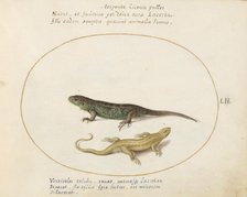 Animalia Qvadrvpedia et Reptilia (Terra): Plate LII, c. 1575/1580. Creator: Joris Hoefnagel.
