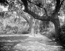 Magnolia on the Ashley, (Magnolia Gardens), Magnolia Ave., Runnymede P.O., S.C., c.1900-1906. Creator: William H. Jackson.
