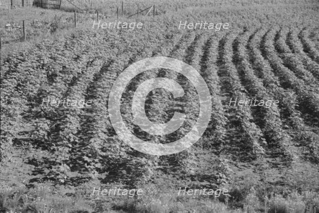 Bud Fields' garden, Hale County, Alabama, 1936. Creator: Walker Evans.