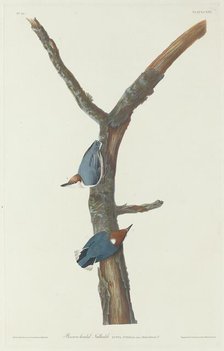 Brown-Headed Nuthatch, 1831. Creator: Robert Havell.