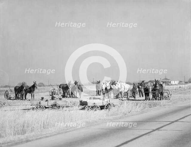 Mule teams near Montgomery, Alabama, 1935. Creator: Walker Evans.