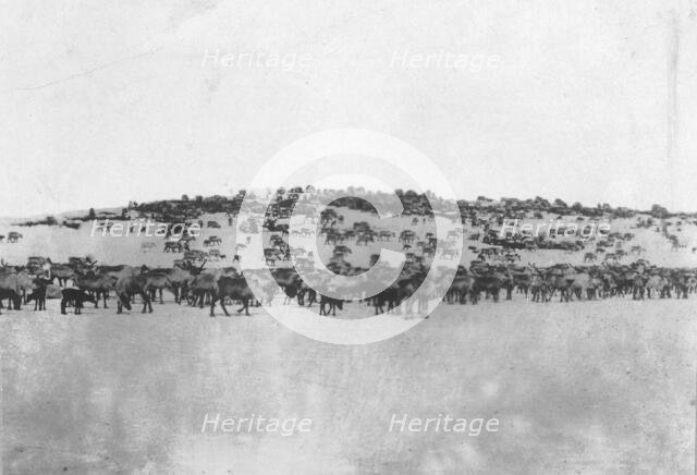 Reindeer in the Kuskokwim Valley, which is one of Alaska's best reindeer pastures, c1900-c1930. Creator: Unknown.