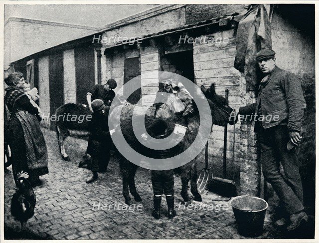 Grooming costers' donkeys, London, c1903 (1903). Artist: Unknown.