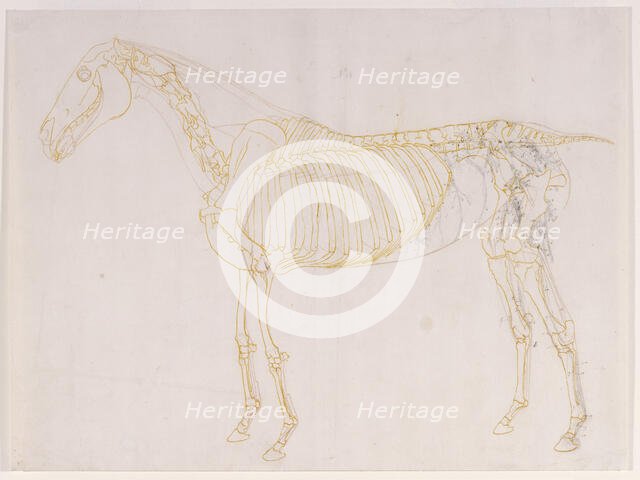 Working drawing of the Blood Vessels for 'The Fourth Anatomical Table of the Muscles ...', 1756. Creator: George Stubbs.