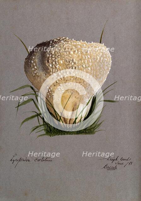 A puff ball (Lycoperdon species), 1888. Creator: Edwin Wheeler.