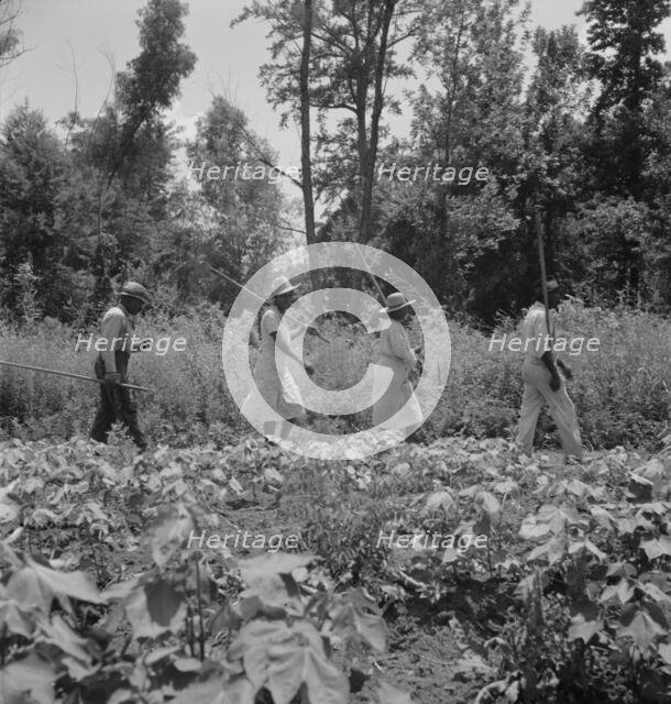 These cotton hoers work from 6 am to 7 pm for one dollar near Clarksdale, Mississippi, 1937. Creator: Dorothea Lange.