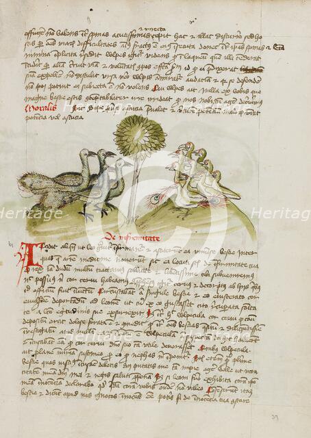 Four Peacocks; Fables, third quarter of 15th century. Creator: Unknown.