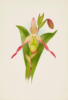 Orchid: Cypripedium, 1906. Creator: Frederick William Bolas.