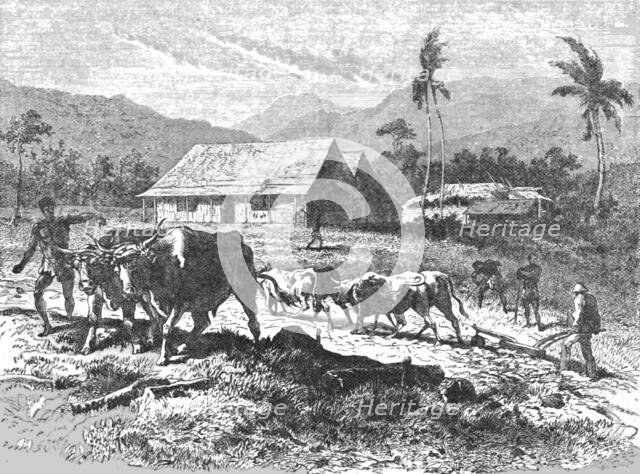 'Farm in the Tugela Thorns; Life in a South African Colony', 1875. Creator: Unknown.