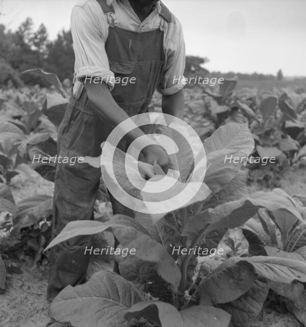 Negro tenant topping tobacco, Person County, North Carolina, 1939. Creator: Dorothea Lange.