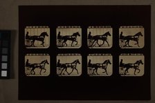 Animal Locomotion (Man In Horse-Drawn Cart), Printed 1881. Creator: Eadweard J Muybridge.