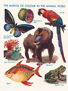 'The Marvel of Colour in the Animal World', 1935 . Artist: Unknown.