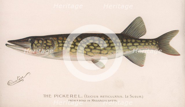 The Pickerel (Lucius Reticulatus. Le Sueur.), c.1920s. Artist: Unknown