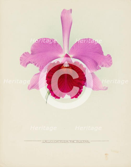 Orchid: Laelio - Cattleya The Sultan, 1917. Creator: Frederick William Bolas.