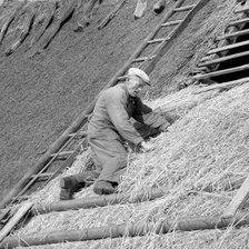 A roofer building a thatched roof, Sweden. Artist: Unknown