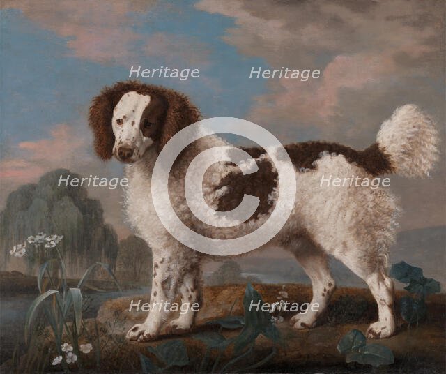 Brown and White Norfolk or Water Spaniel, 1778. Creator: George Stubbs.