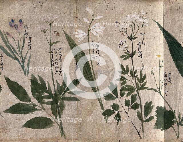Five flowering plants, one possibly a species of Thalictrum, 1870. Creator: Unknown.