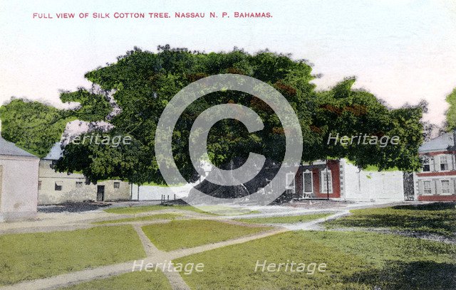 Silk Cotton Tree, Nassau, New Providence, Bahamas, c1900s.Artist: JO Sands