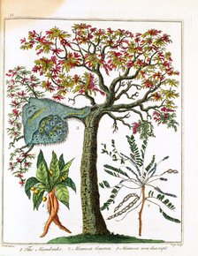 Mandrake, Sensitive Plant, and Acacia, c1795. Artist: Unknown