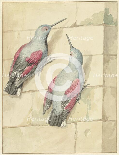 Two wallcreepers, blue and purple, on a wall, 1720-1792. Creator: Aert Schouman.
