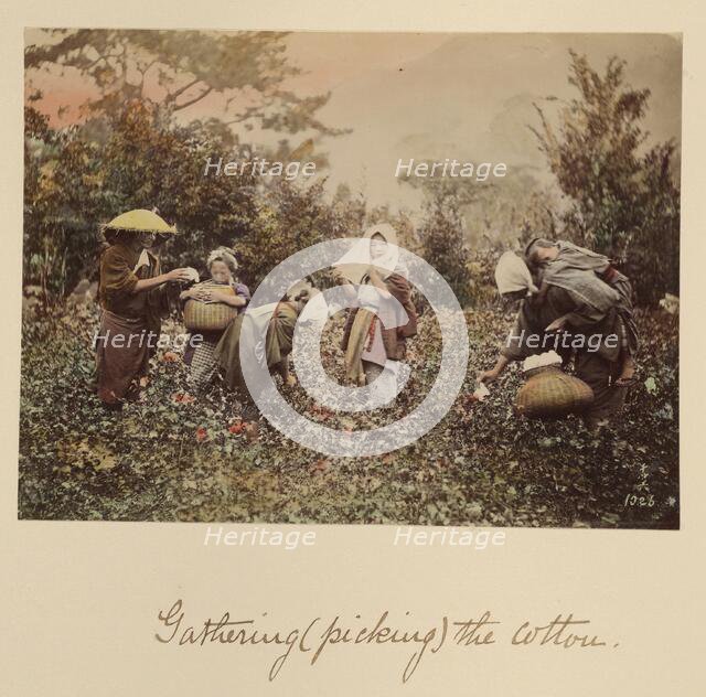 Gathering (Picking) the Cotton, about 1873-1883. Creator: Shinichi Suzuki I.