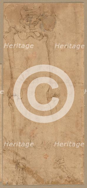 Lower Half of Skeleton from the Front, early 1540s. Creator: Battista Franco (Italian, c. 1510-1561).