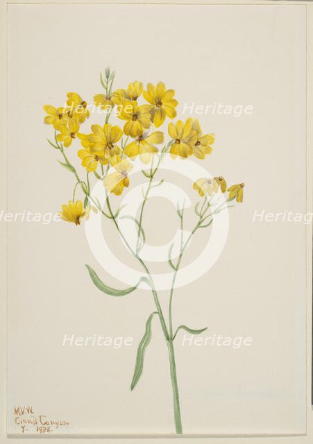 Psilostrophe sparsiflora, 1938. Creator: Mary Vaux Walcott.