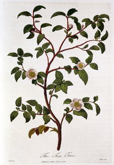 Tea: branch of Camellia sinensis, 1798. Artist: Unknown