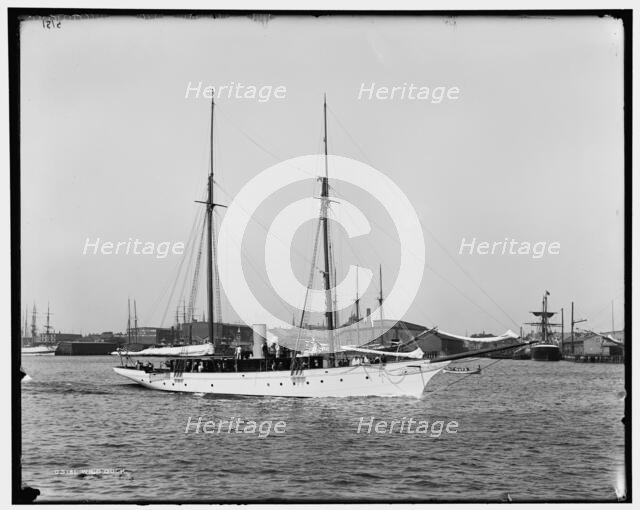 Wild Duck, between 1891 and 1899. Creator: Unknown.