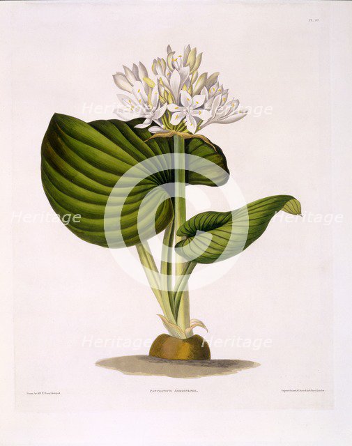Pancratium Amboinense, 1831-1834.